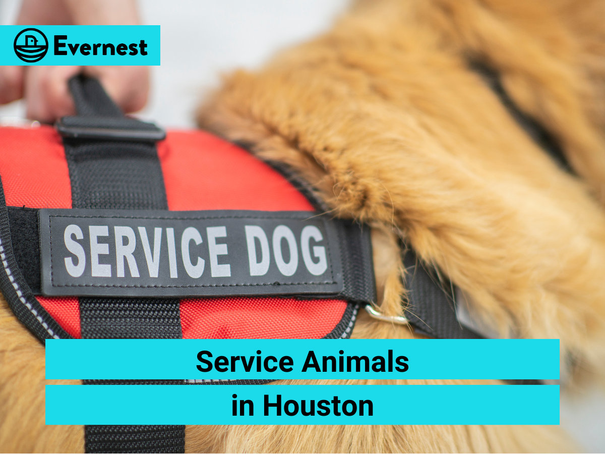 Service Animals in Houston: Everything Landlords Need to Know